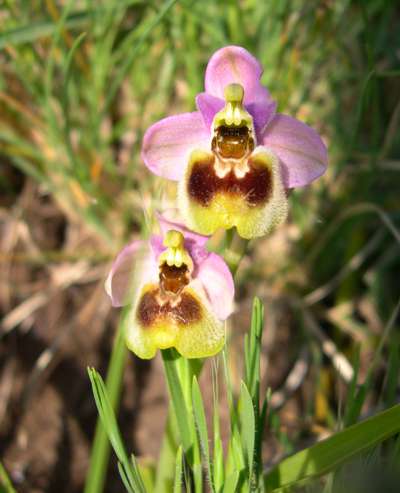 Ophrys tenthredinifera